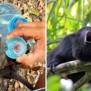 Suman 157 monos aulladores muertos durante āola de calorā