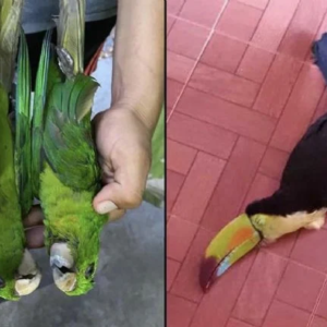 Ola de calor causa muertes de aves en Tamaulipas Y San Luis Potosi