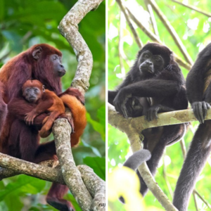 Van 220 monos aulladores muertos por las olas de calor en MƩxico