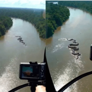 Captan una anaconda gigante en el Amazonas y el impactante video sorprende al mundo