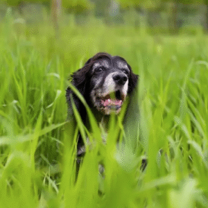 ¿Por qué los perros comen pasto? Mitos, causas reales y cuándo preocuparse