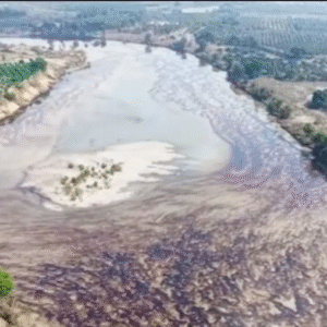 Reportan fuga de hidrocarburo en río Pantepec tras inundaciones en Veracruz