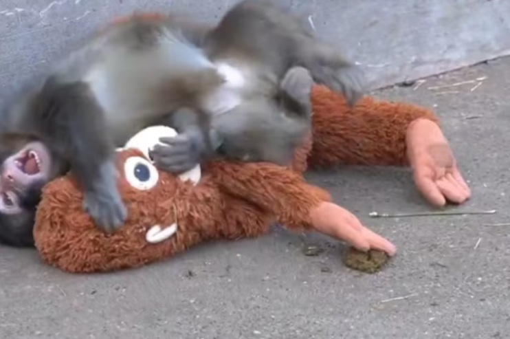 Bebé mono abandonado por su madre roba corazones en internet: la historia viral que todos aman